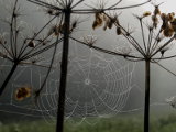 Spinnennetz am Holle-Teich